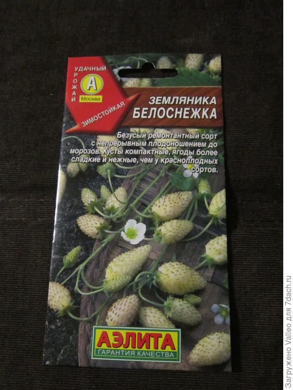 белая земляника