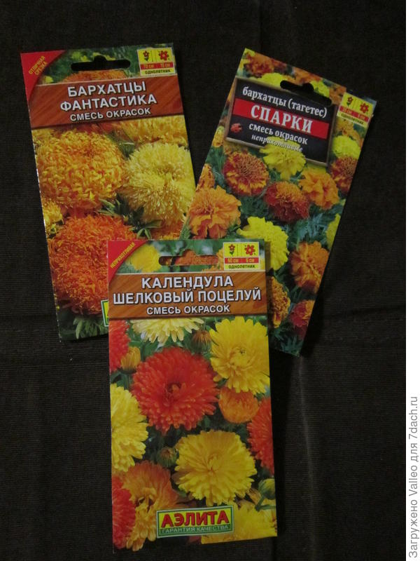 бархотки и колендула