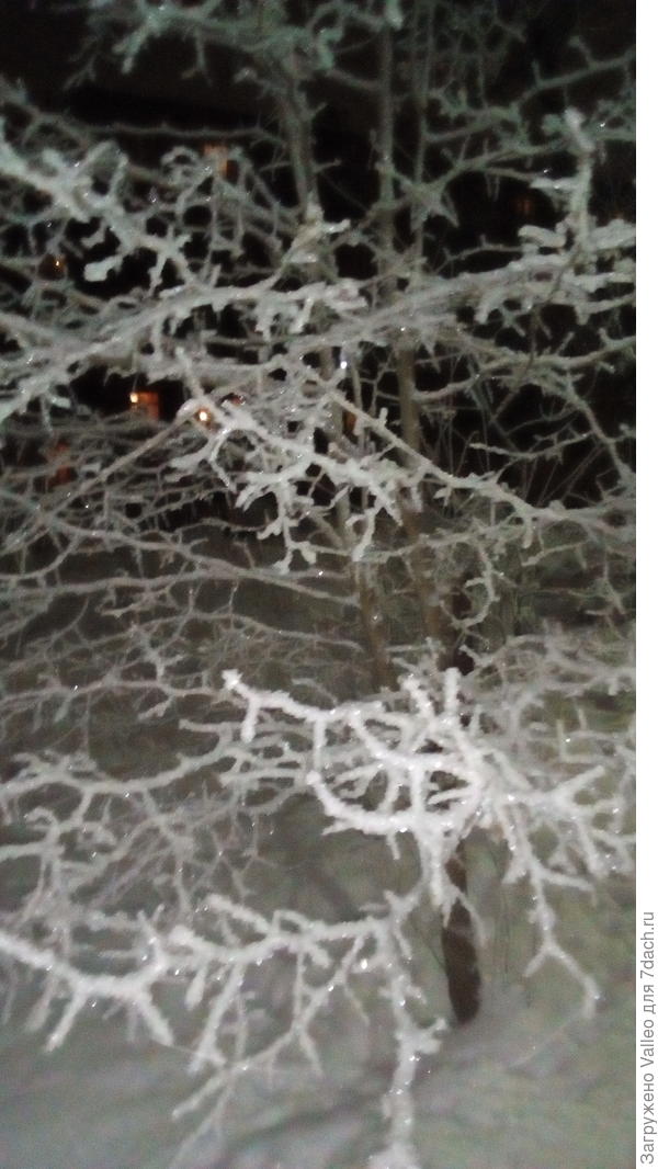 Покрыты серебром...