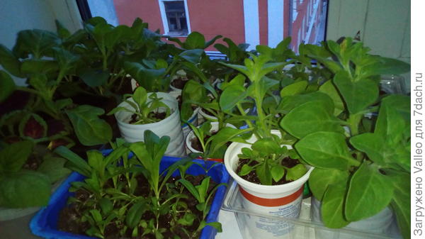 Мои петуньи) сама не нагляжусь)