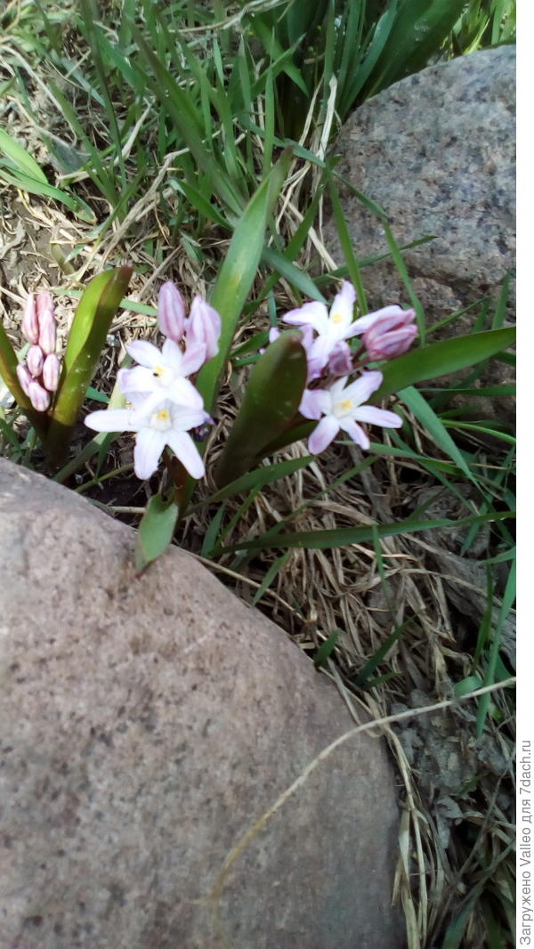 Первоцветы мои)