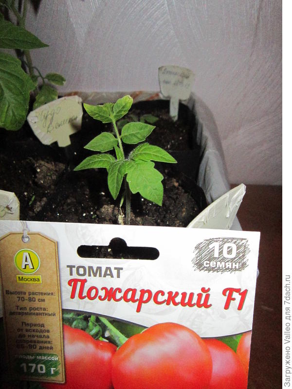 Выживший.