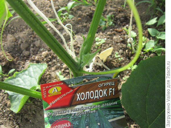 Пасынки