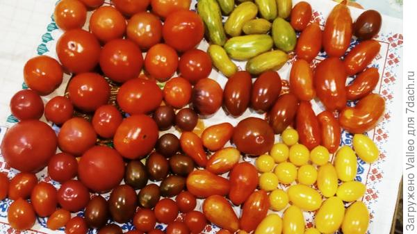 Краснеют понемногу... и желтеют, ну и зеленеют) наглядеться не могу!