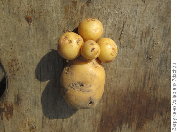 цветы в вазе