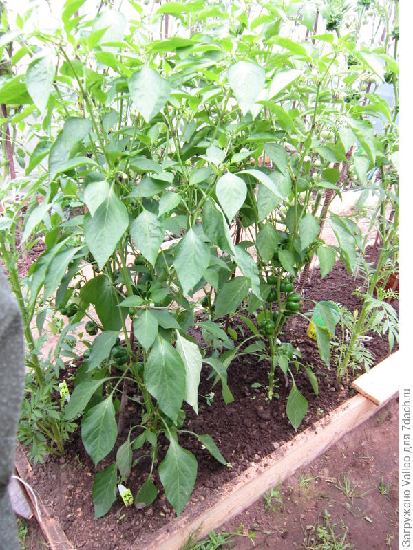 кусты без формирования