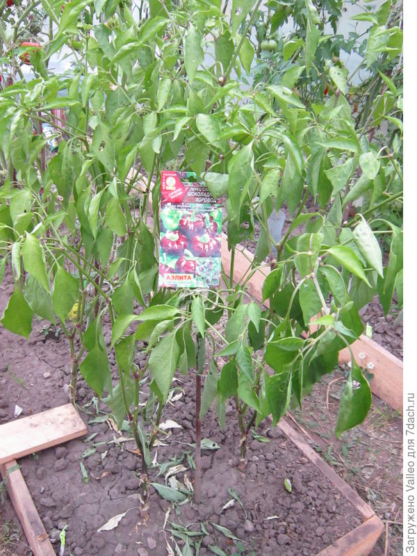 урожай собран