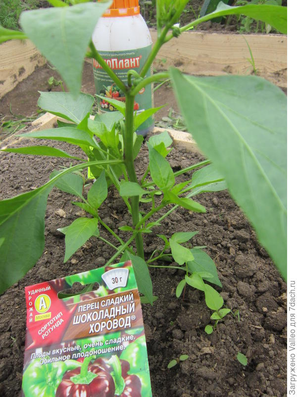 первые бутоны