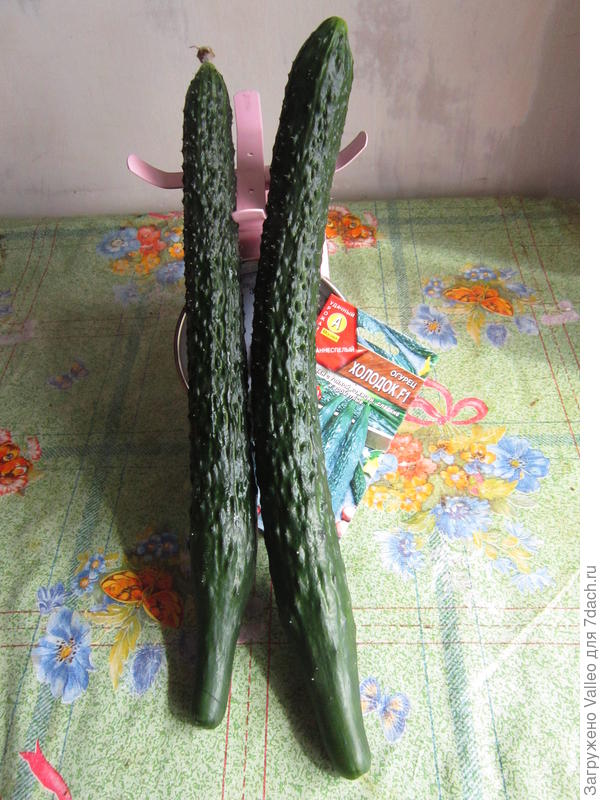 сладкая парочка