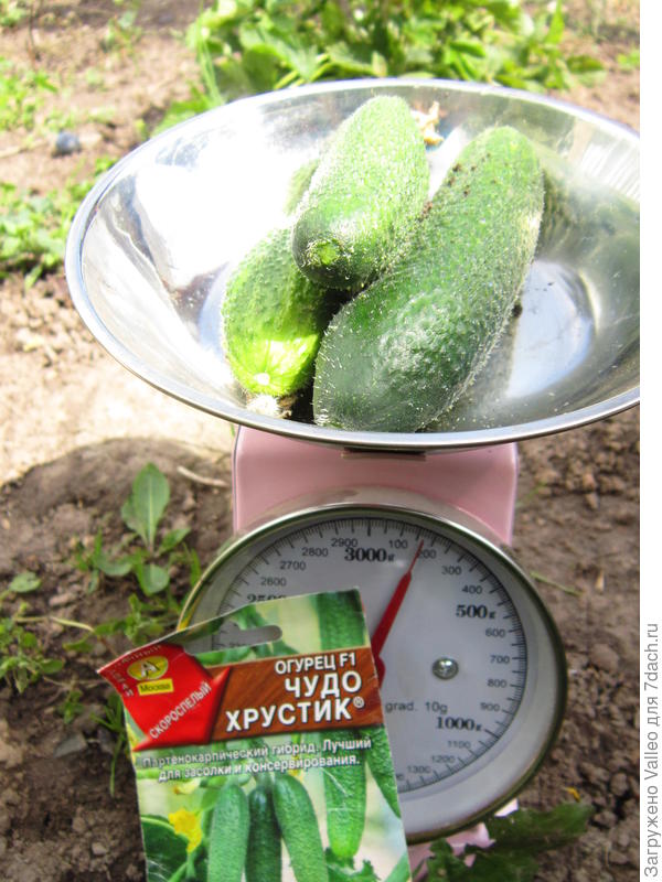 на весах
