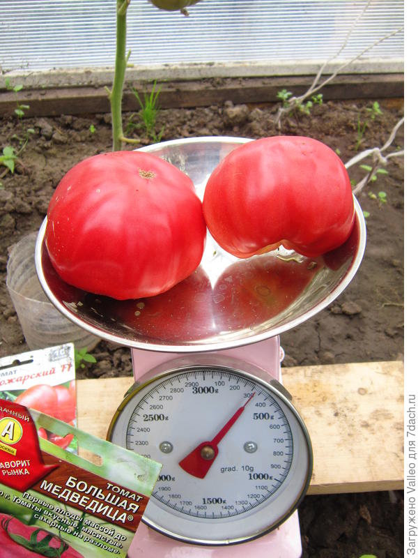 первый куст