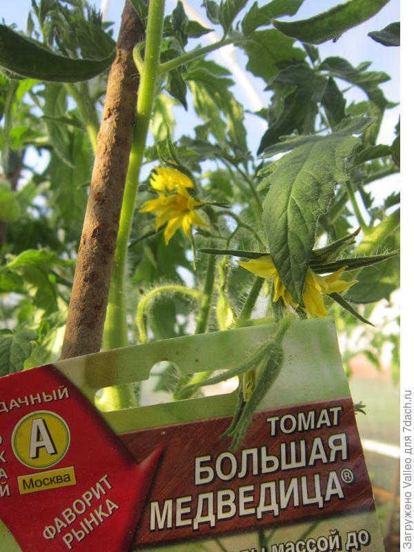 первые цветы