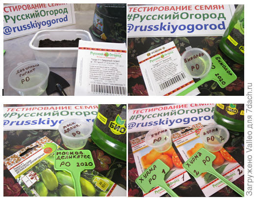 замо