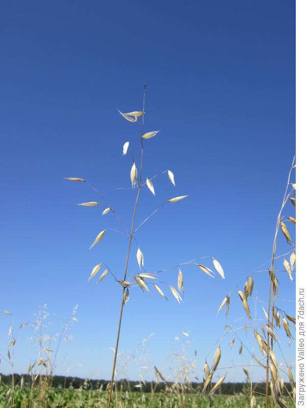 на фоне небесной лазури