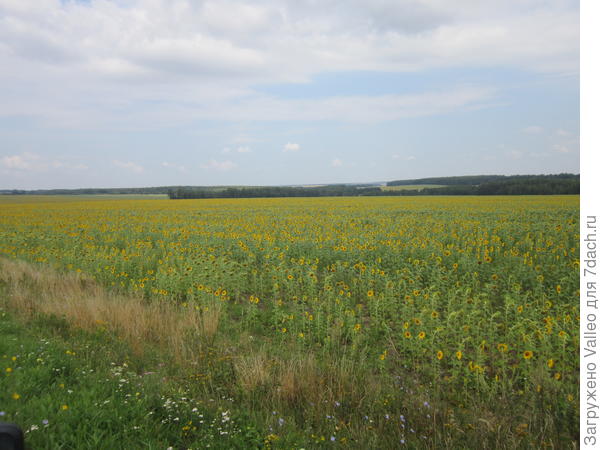 в подсолнухах...