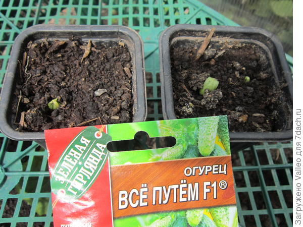 всходы