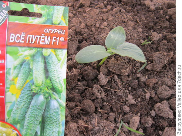 второй на грядке в ОГ
