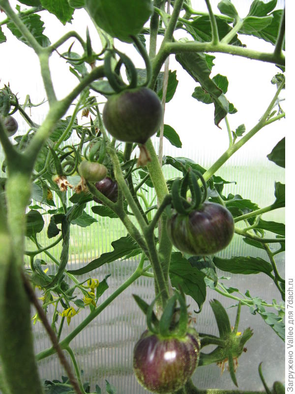 Королева ночи