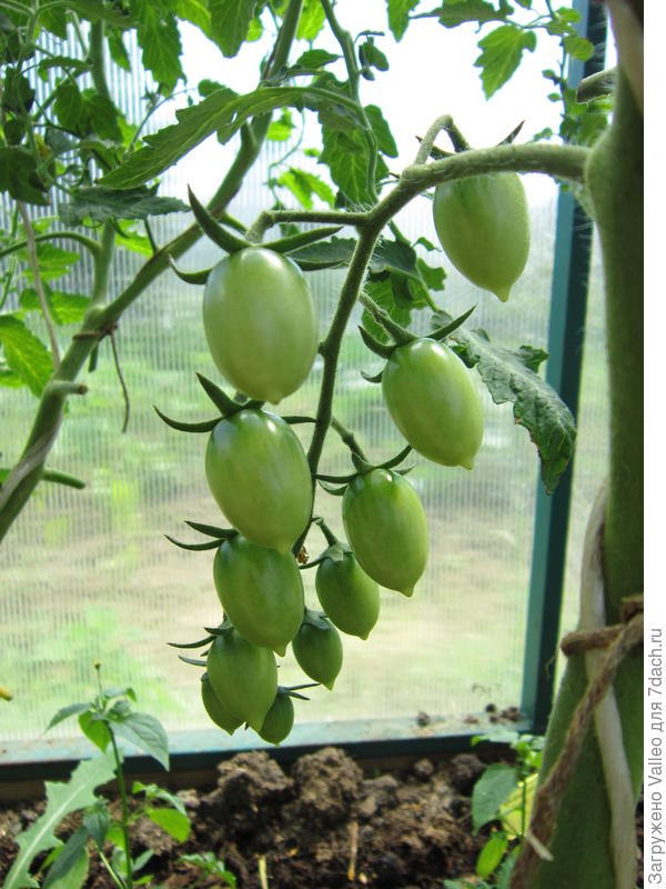 Черри Ира. Олечка Андрусенко, спасибо огромное!