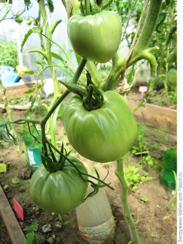 Еще один Минусинский сорт