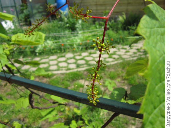 Надеюсь на урожай винограда