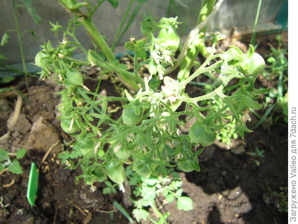 Сумасшедшие вишни Барри. На кисти, наверное штук сто помиидорок