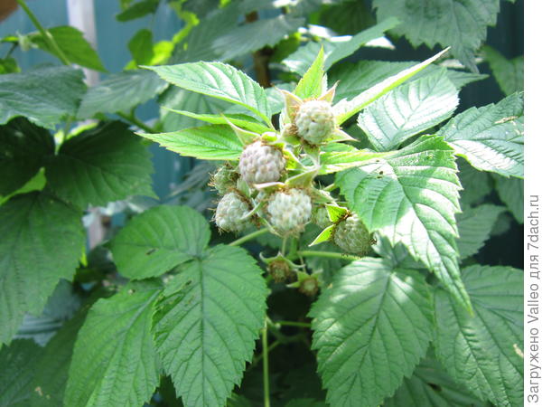 Ремонтантная малинка. Сорт не знаю, привезли из деревни. Плодоносит до самых морозов.