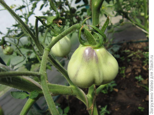 Синяя груша. Леночка Шпота, спасибо огромное!