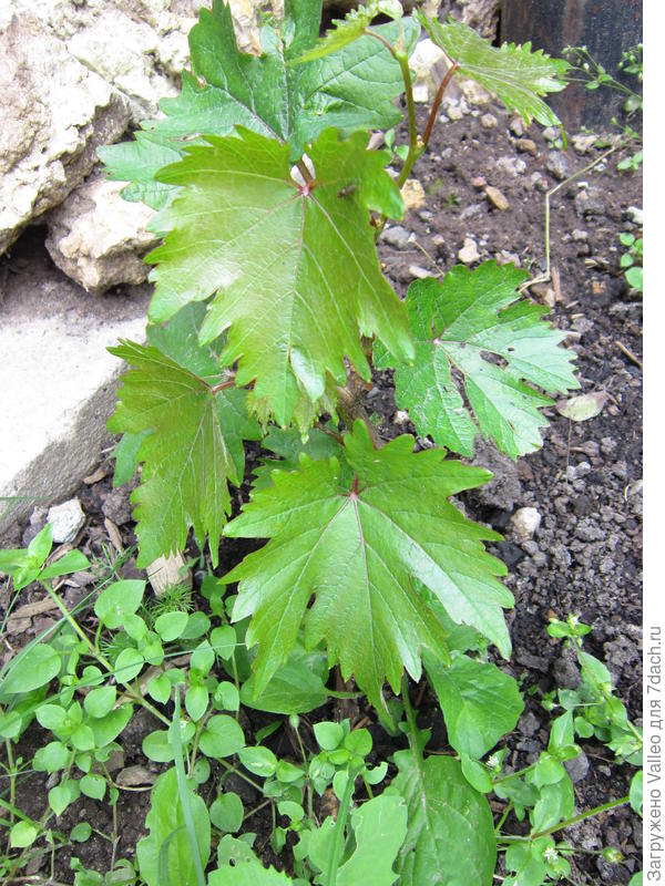 Виноград от Ларисы, Спасибо тебе огромное!