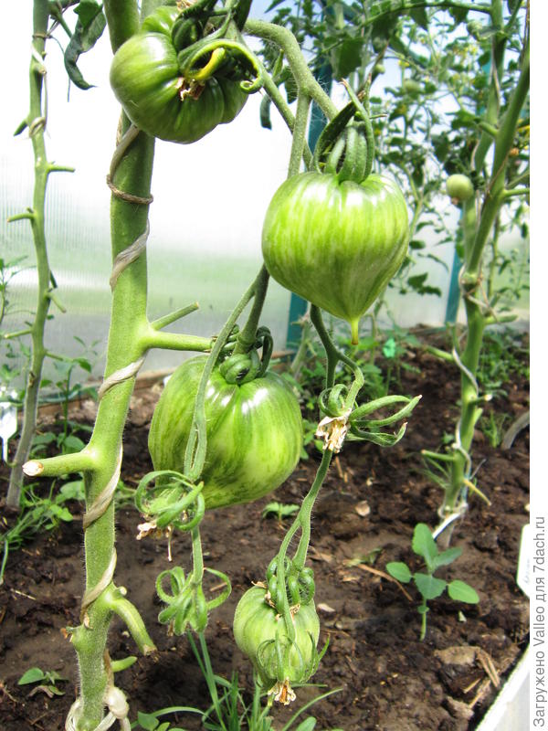 Разбитое сердце