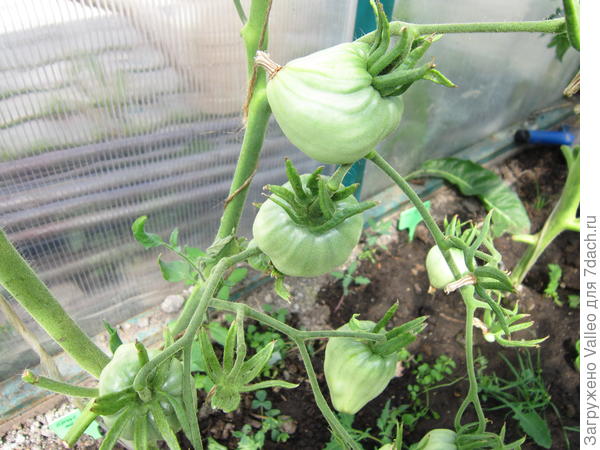 С недавних пор полюбившееся Бычье сердце. Это желтое