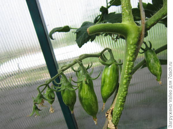 Пурпле смарадж