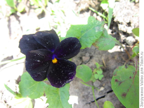 черная виолка