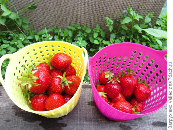 Отведайте клубнички)