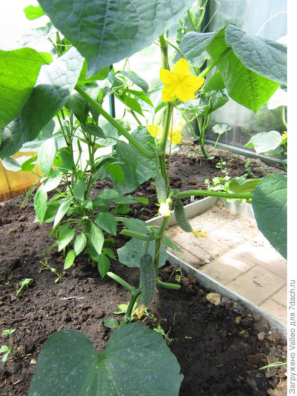 Скоро будем кушать)