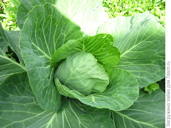 Капустка завязывается