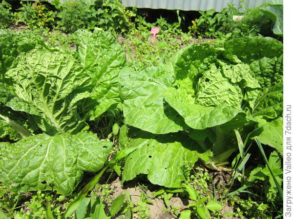 Пекинская капуста впервые завязала кочаны. Обычно она идет в цвет. Наверное, лет пять не сажала и вот решила.