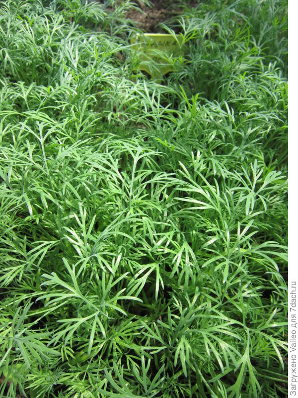 Сочно-зеленый укроп!