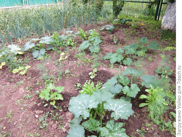 Копейка в центре "квадрата", вокруг кабачки, высаженные в один день