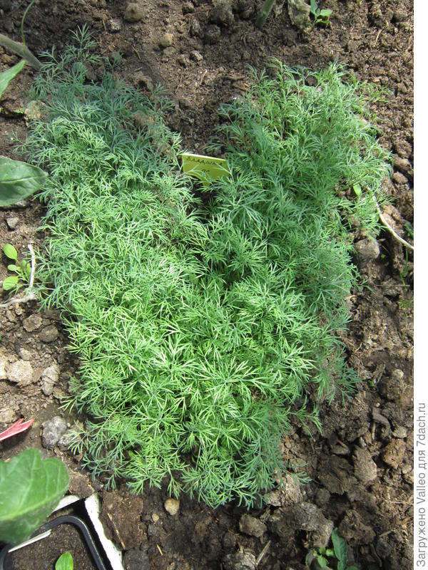 так выглядит укроп 12 июня, на 13 день от всходов.
