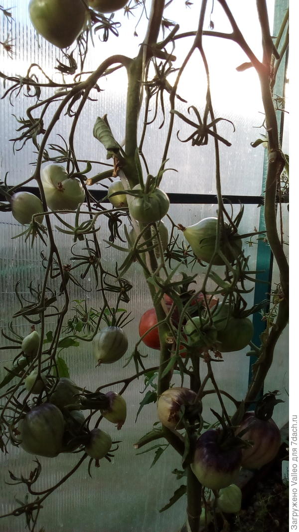 Сержант Пеппер. Неимоверная кисть!