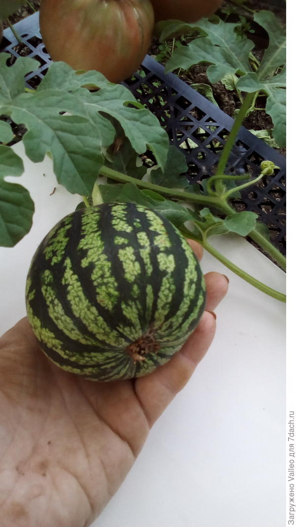 Малыш пока)