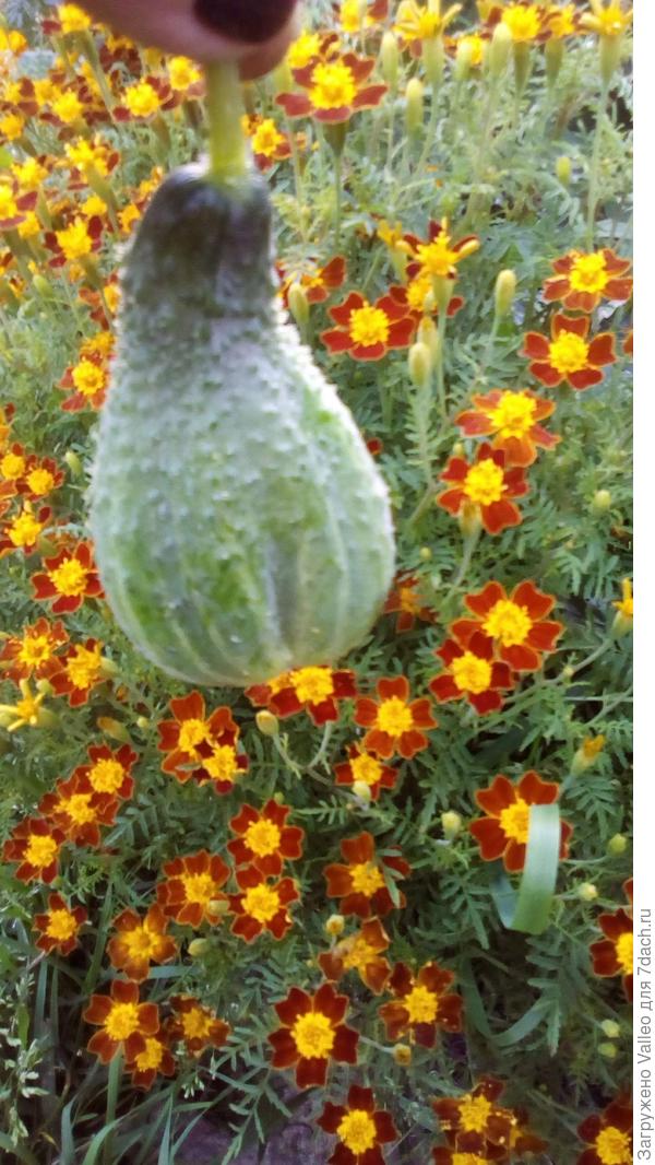 Вот какой огурчик нашла у себя?