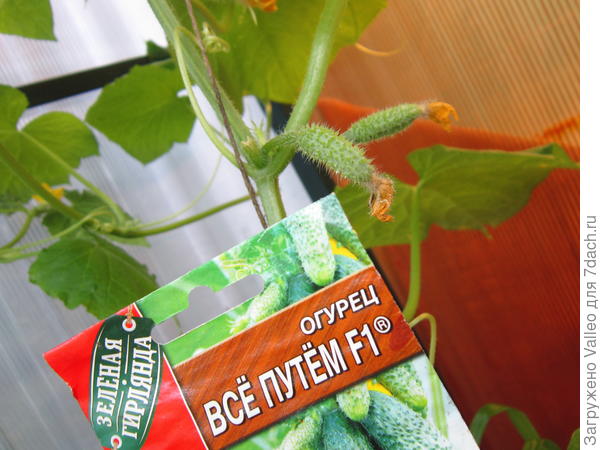первенцы