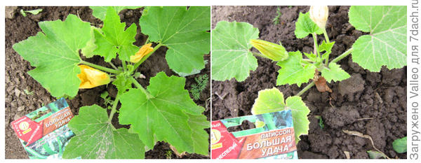 онпамнг6 оеапр