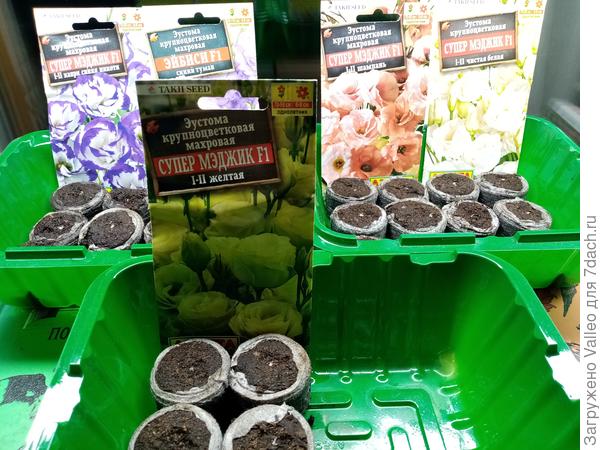 Пять сортов от моей любимой Аэлиты!