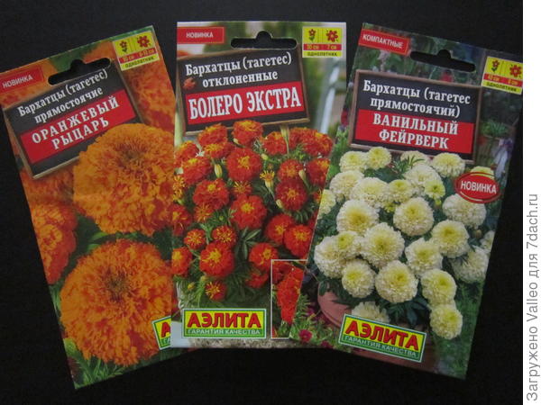 Мои любимые бархотки! Их много не бывает, высаживаю их по капусте, кабачкам, да просто по всему периметру участка.