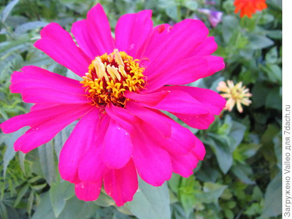 смесь сортов