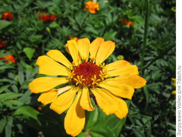 смесь сортов