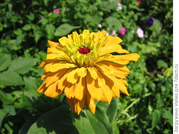 смесь сортов